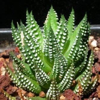 Haworthia reinwardtii - 10 Seed Pack