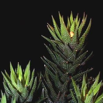 Haworthia reinwardtii - 10 Seed Pack - Image 2
