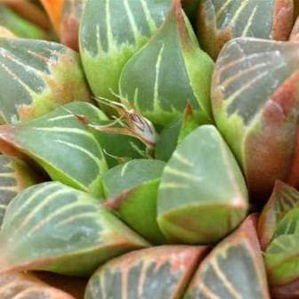 Haworthia retusa - 5 Seed Pack