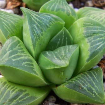 Haworthia retusa - 5 Seed Pack - Image 2
