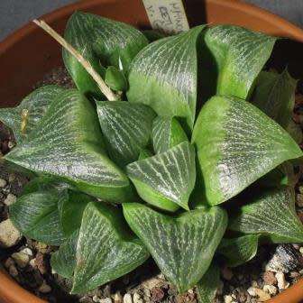 Haworthia retusa - 5 Seed Pack - Image 3