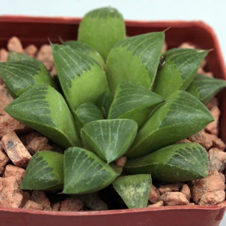 Haworthia retusa - 5 Seed Pack - Image 5
