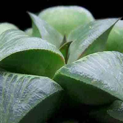 Haworthia retusa - 5 Seed Pack - Image 6