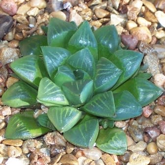 Haworthia retusa - 5 Seed Pack - Image 7
