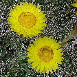 Helichrysum aureum - Everlasting Flower - 10 Seed Pack