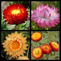 Helichrysum bracteatum - Everlastings, Strawflower - 10 Seed Pack
