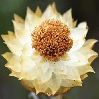 Helichrysum chionosphaerum - Dwarf Everlasting - 10 Seed Pack