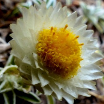 Helichrysum chionosphaerum - Dwarf Everlasting - 10 Seed Pack - Image 2