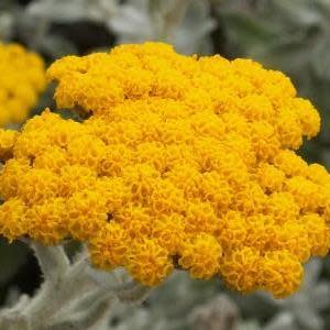 Helichrysum moeserianum - Khoi'-Kooigoed, Kooigoed - 10+ Seed Pack