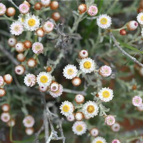 Helichrysum stellatum - 10+ Seed Pack