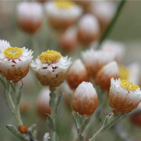 Helichrysum stellatum - 10+ Seed Pack - Image 2