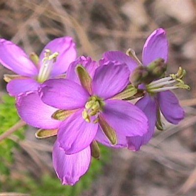 Heliophila carnosa - Rock Sporrie; Sporrie, Blompeperbossie - 10 Seed Pack