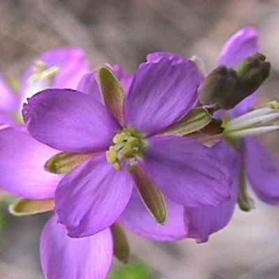 Heliophila carnosa - Rock Sporrie; Sporrie, Blompeperbossie - 10 Seed Pack - Image 2