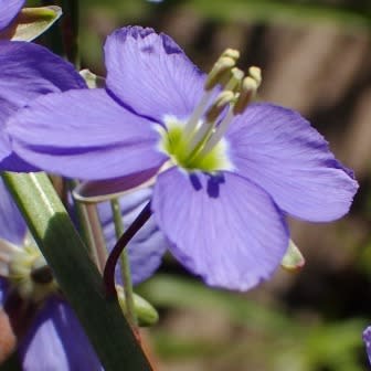 Heliophila cornuta - 5 Seed Pack