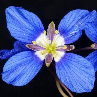 Heliophila linoides (Heliophila torulosa) - 10+ Seed Pack