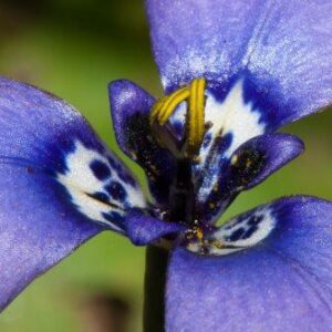 Herbertia lahue - 5 Seed Pack