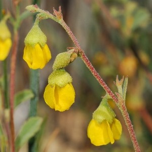 Hermannia alnifolia - 10+ Seed Pack