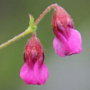 Hermannia coccocarpa - Oumasekappie , Moederkappie, Opslag - 5 Seed Pack