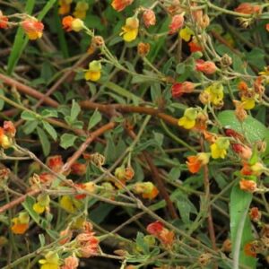 Hermannia desertorum - Suikerbos; Sugarbush - 5 Seed Pack