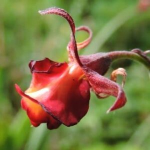Hermannia filifolia var. grandicalyx - 5 Seed Pack