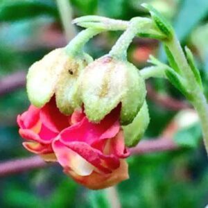 Hermannia flammea - Poprosie; Dollrose, Granny Bonnets - 5 Seed Pack