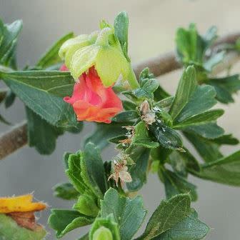 Hermannia flammea - Poprosie; Dollrose, Granny Bonnets - 5 Seed Pack - Image 2