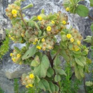 Hermannia salviifolia - 10 Seed Pack