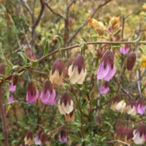 Hermannia trifurca - Broodbos, Koerasie, Koerasiebos - 5 Seed Pack