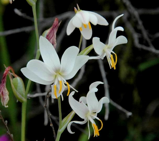 Hesperantha bachmannii - Aandblom - 10 Seed Pack