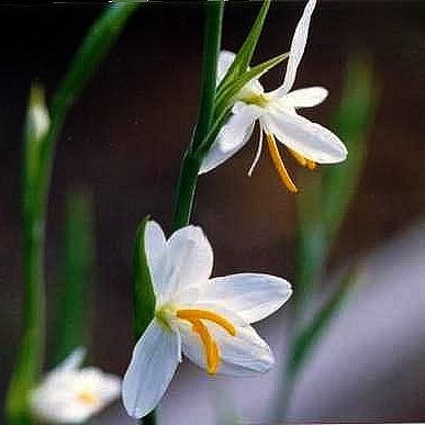 Hesperantha bachmannii - Aandblom - 10 Seed Pack - Image 2