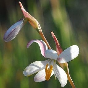 Hesperantha bachmannii - Aandblom - 10 Seed Pack - Image 3