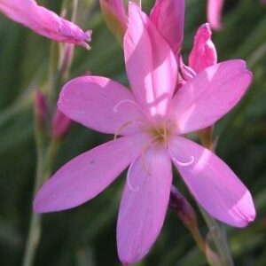 Hesperantha ciliolata - 10 Seed Pack