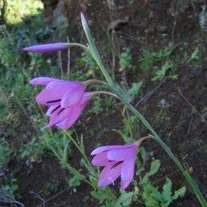 Hesperantha grandiflora - 10 Seed Pack