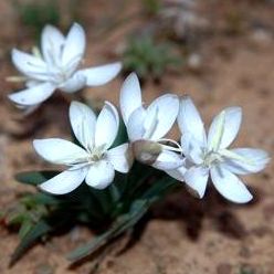 Hesperantha hantamensis - 10 Seed Pack
