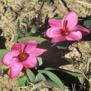 Hesperantha humilis - 10 Seed Pack