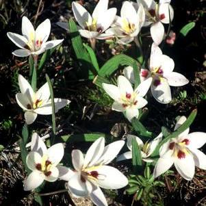 Hesperantha luticola - 10 Seed Pack