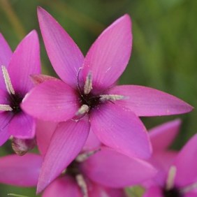 Hesperantha pauciflora - 10+ Seed Pack