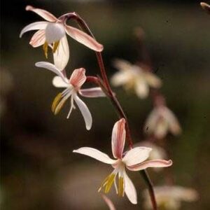 Hesperantha radiata - 5 Seed Pack