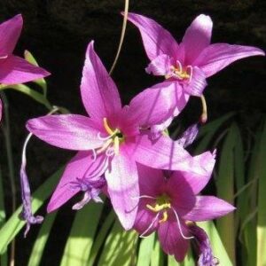 Hesperantha scopulosa - 10 Seed Pack