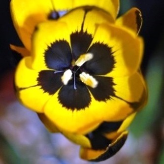 Hesperantha vaginata - 5 Seed Pack
