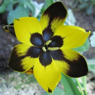 Hesperantha vaginata - 5 Seed Pack - Image 2