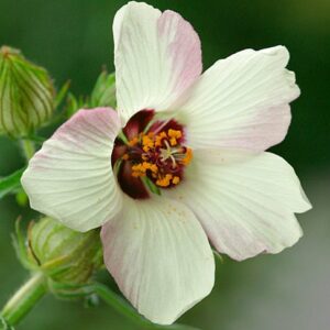 Hibiscus trionum - Bladder Hibiscus, Flower of an Hour - 10 Seed Pack