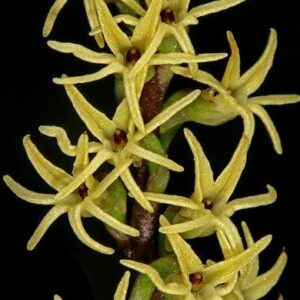 Holothrix secunda - 10+ Seed Pack