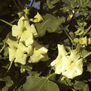 Holubia saccata - Sac Flower - 5 Seed Pack