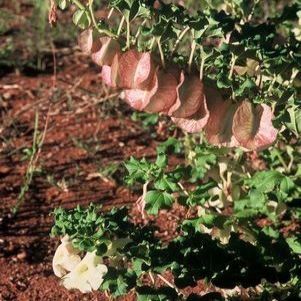 Holubia saccata - Sac Flower - 5 Seed Pack - Image 2