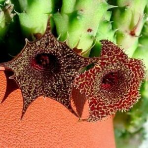 Huernia stapelioides - 5 Seed Pack