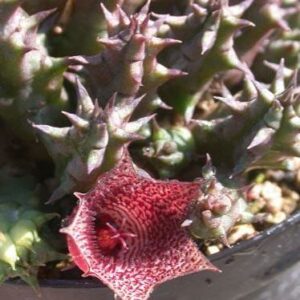 Huernia whitesloaniana - 5 Seed Pack