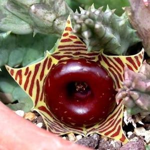 Huernia zebrina - 5 Seed Pack