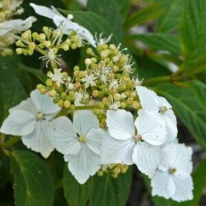 Hydrangea serratifolia - 10+ Seed Pack