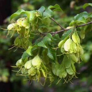 Hymenocardia ulmoides - Red Heart Tree, Small Red-heart; Rooihartboom - 5 Seed Pack